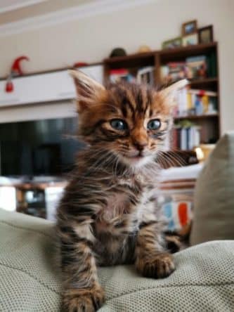 kitty_on_leather_sofa.jpeg