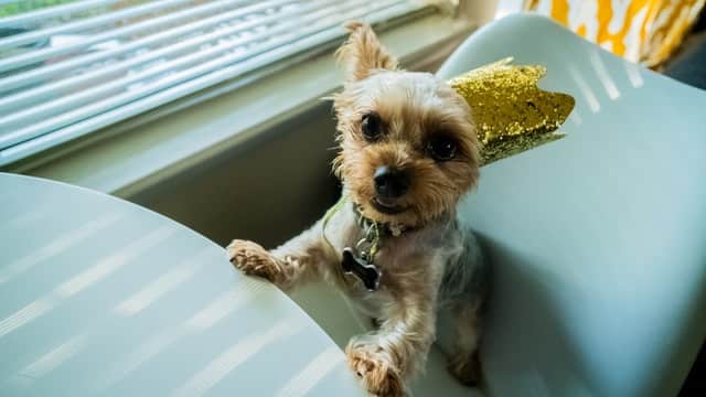 small_dog_eat_bone_broth.jpeg