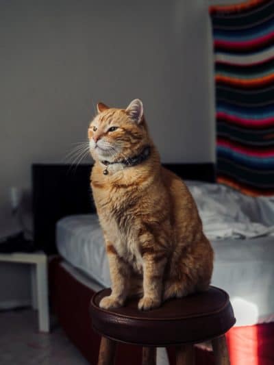 orange_cat_sitting_on_chair.jpeg