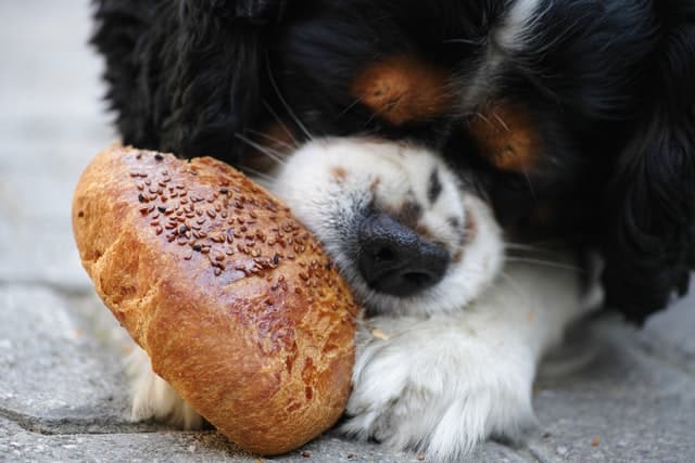 dog_eating_bagel.jpeg