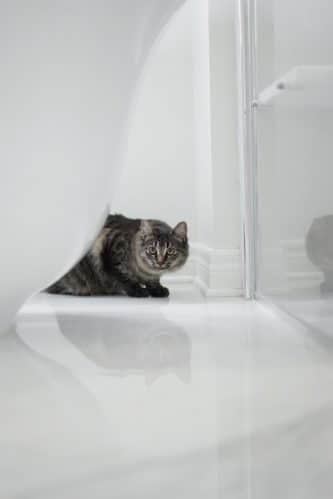 cat_hiding_behind_bathtub.jpeg