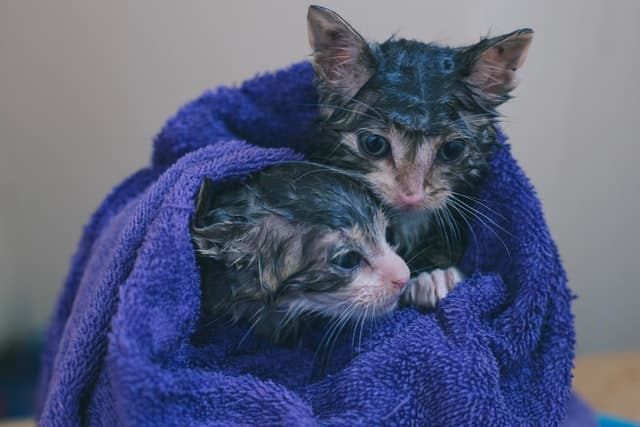 kittens_in_damp_towel.jpeg