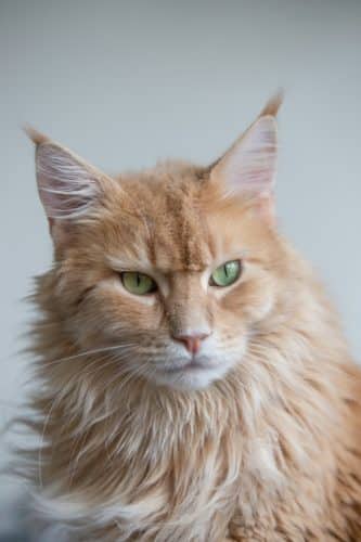 cat_after_bath.jpeg