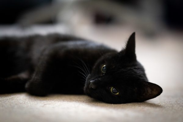 is sausage bad for cats