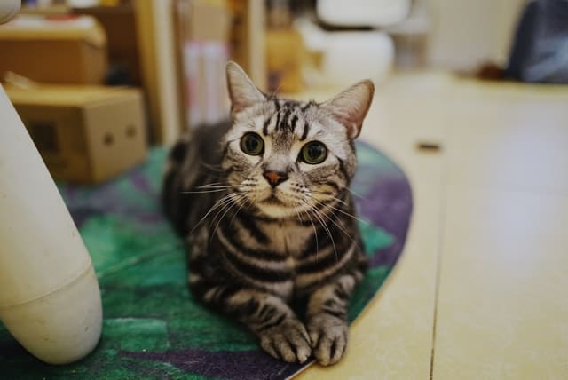 is sausage bad for cats