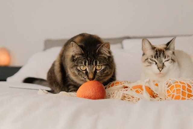 cat_and_tangerines_on_bed.jpeg