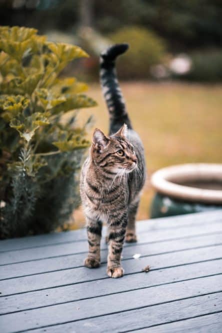 cat_on_porch.jpeg