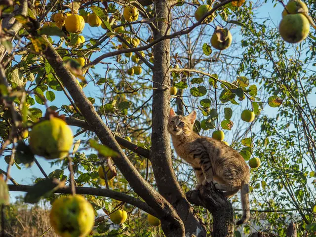 cat_on_fruit_tree.jpeg