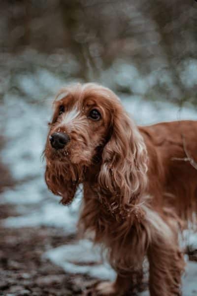 hungry_cocker_spaniel.jpeg