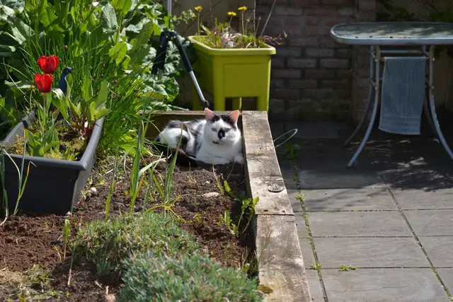 cat_in_garden.jpeg