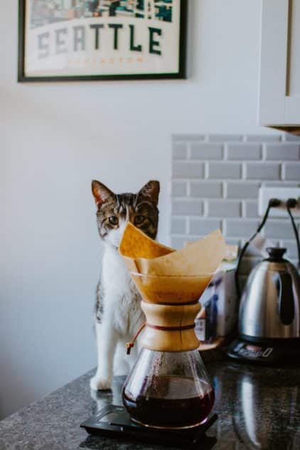 cat_eating_in_kitchen.jpeg