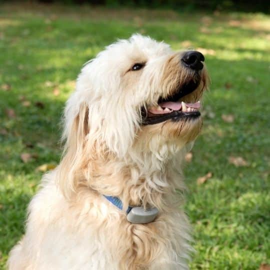 Do Shock Collars Hurt Dogs?