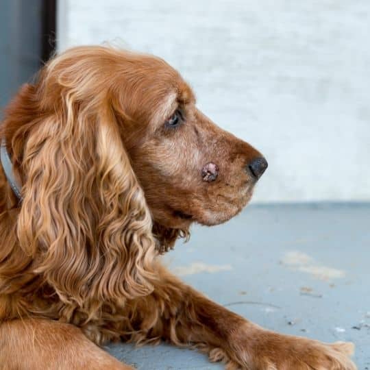 dog_with_cancer.jpeg
