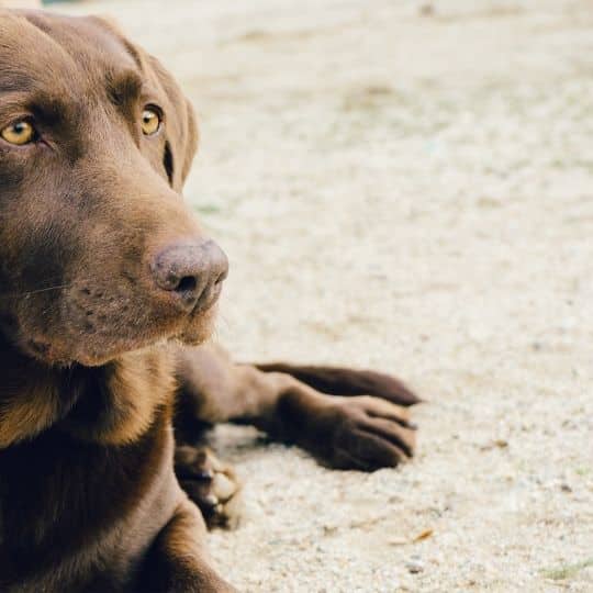Can a Labrador be a Guard Dog?