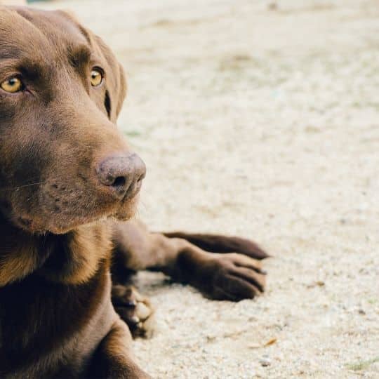 labrador_service_dog.jpeg