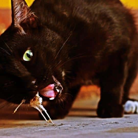 Can Cats Eat Fish With Bones?