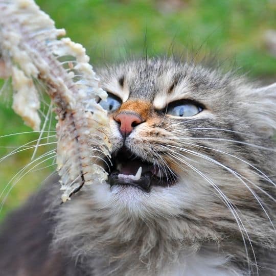 cat_choaking_with_fish_bones.jpeg