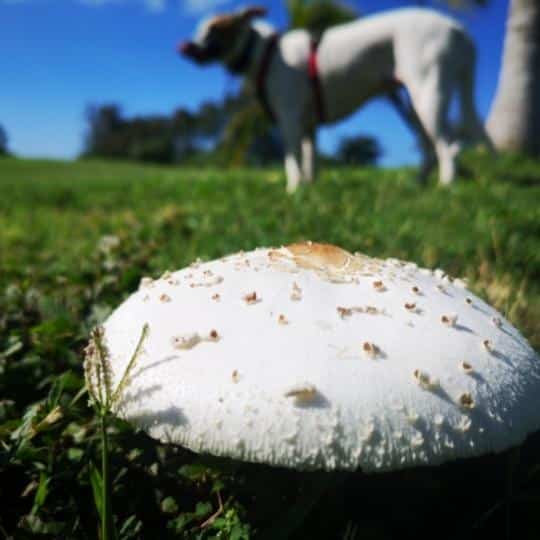 Are Lawn Mushrooms Poisonous for Dogs?