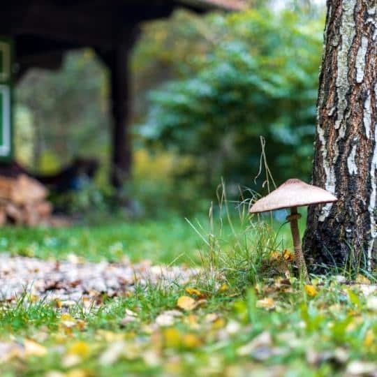 Mushrooms_in_backyard.jpeg
