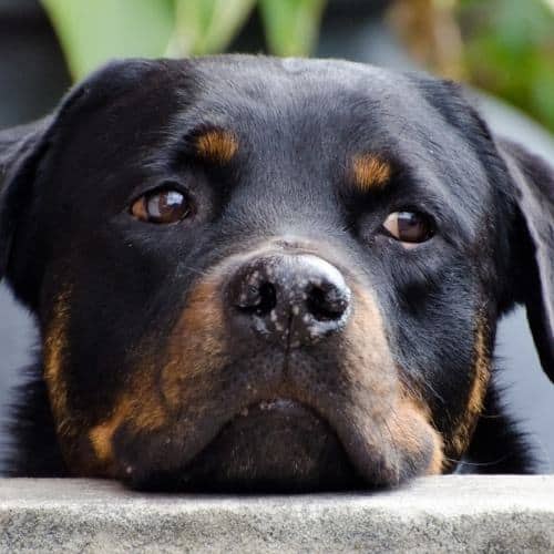 Rottweiler_in_yard.jpeg