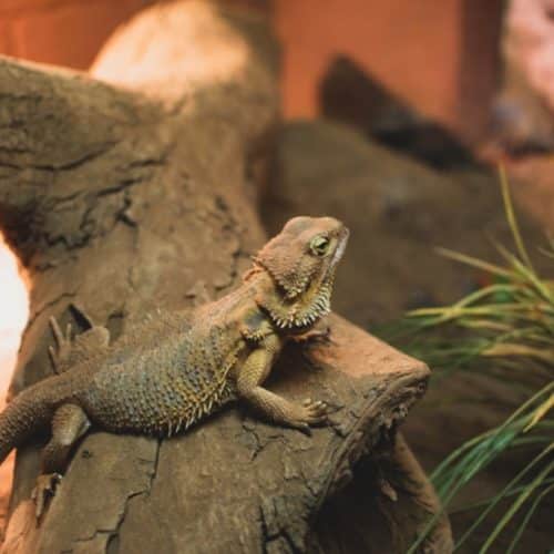 Are Bearded Dragons A Good Option As Family Pets?