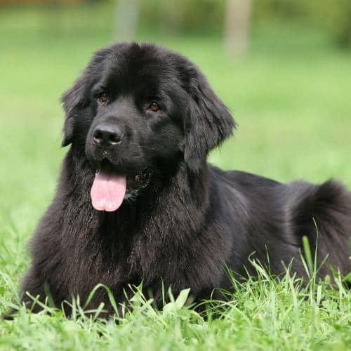 newfoundland_dog_on_grass.jpeg