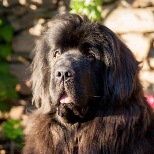 newfoundland_dog_before_grooming.jpeg