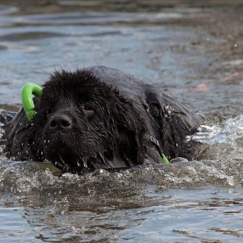 newfoundland_dog_swimming.jpeg