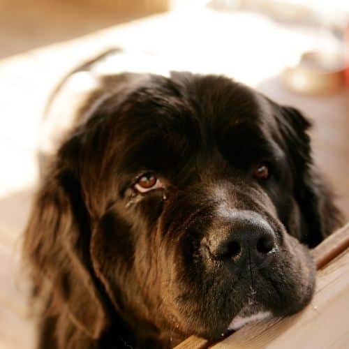 Do Newfoundland Dogs Shed? Should You Cut Your ...