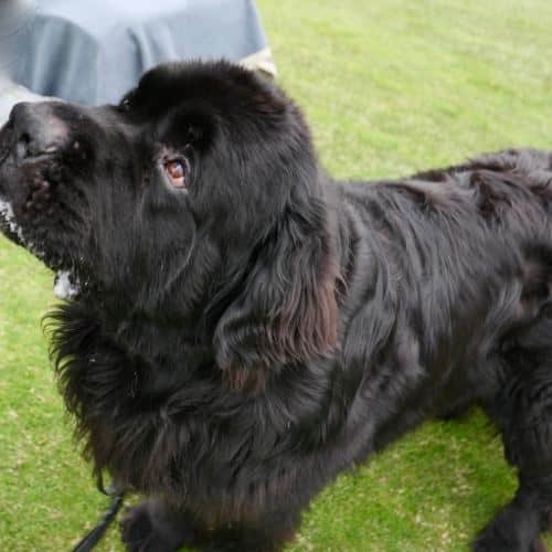 newfoundland_dog_coat.jpeg