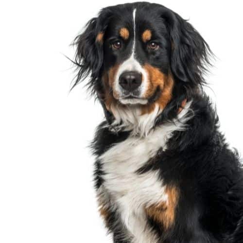 bernese_mountain_dog_coat.jpeg