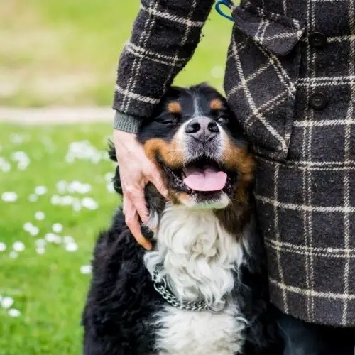 petting_bernese_mountain_dog.jpeg