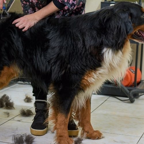 bernese_mountain_dog_hair.jpeg