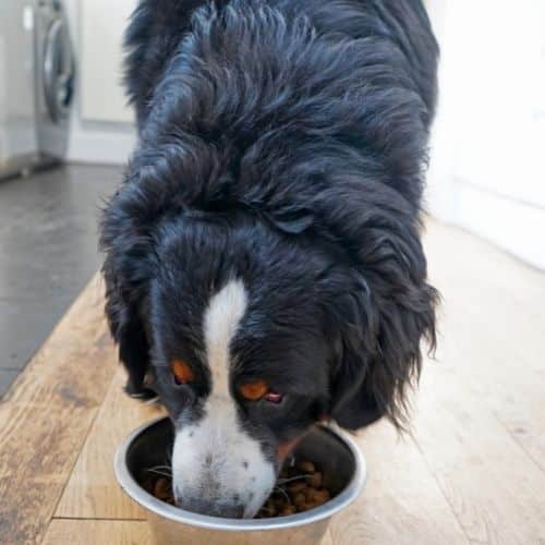 bernese_mountain_dog_eat.jpeg