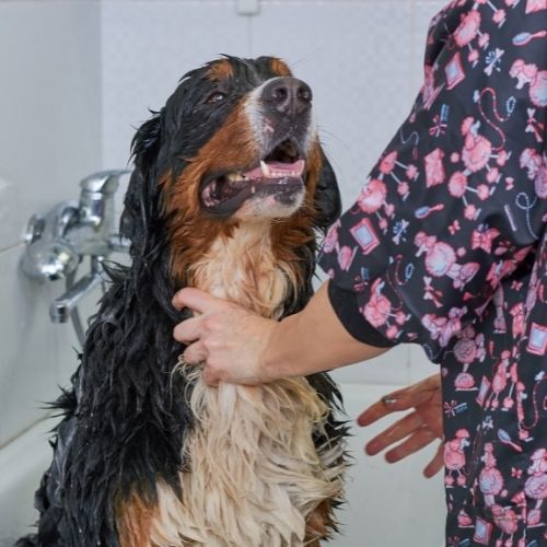 wet_bernese_mountain_dog.jpeg