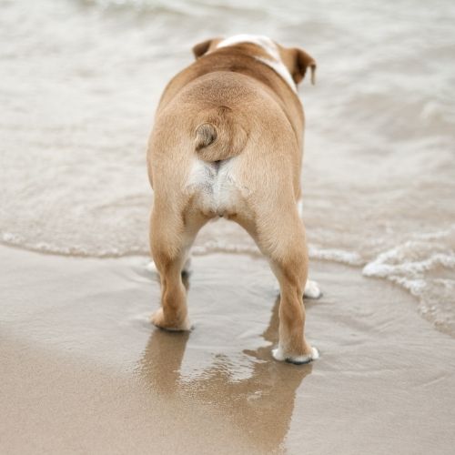 English_bulldog_with_short_tail.jpeg