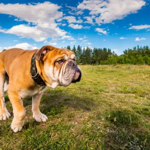 English_bulldog_in_nature.jpeg