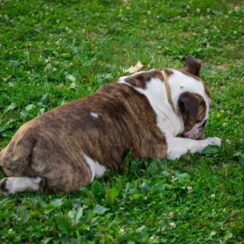 English_bulldog_with_tail.jpeg