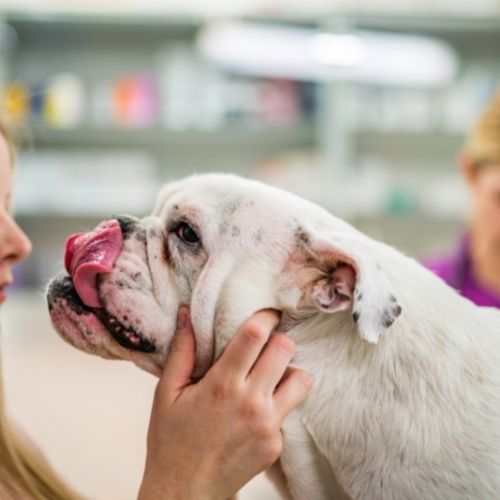 english_bulldog_in_vet_clinic.jpeg