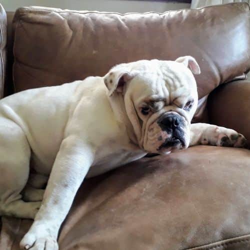 english_bulldog_on_bed.jpeg