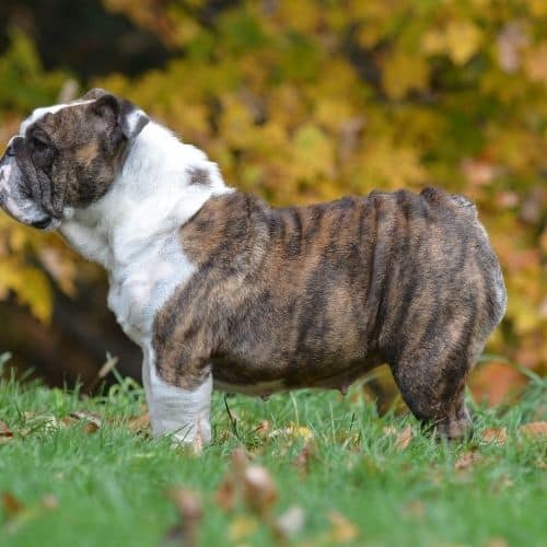 English_bulldog_with_short_tail.jpeg