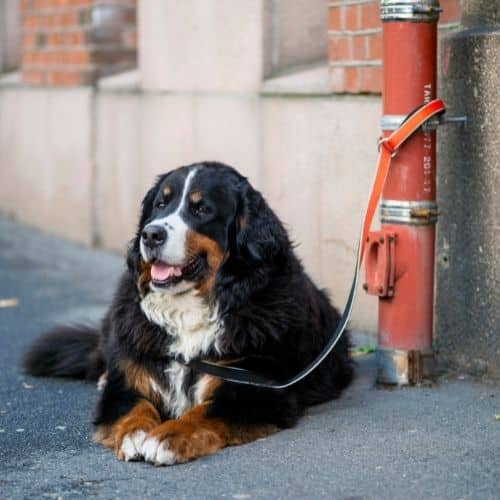 bernese mountain dog drooling