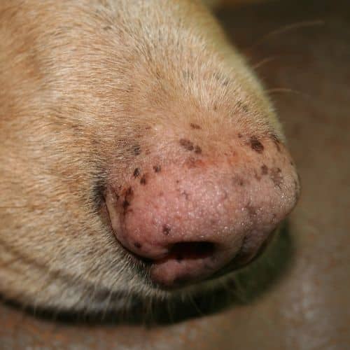 white_spots_on_dogs_nose.jpeg