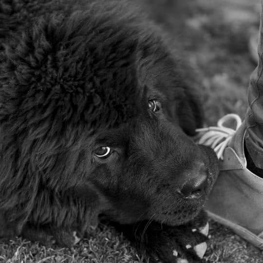 newfoundland_dog_puppy.jpeg