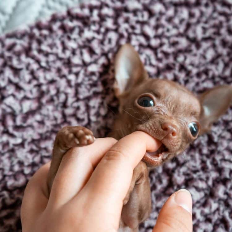 Chihuahua_bite_finger.jepg