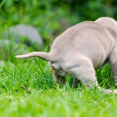 labrador_puppy_pooping.jpeg