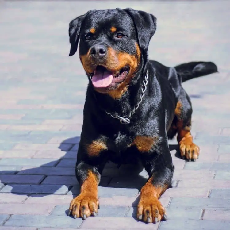 trained_rottweiler.jpeg