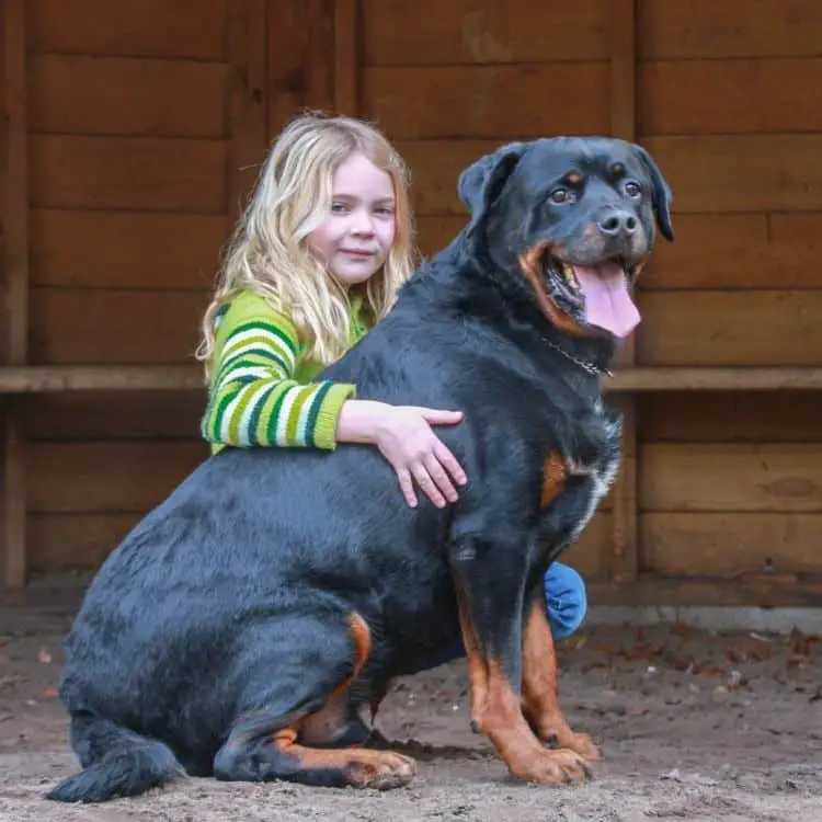 rottweiler_family_dog.jpeg