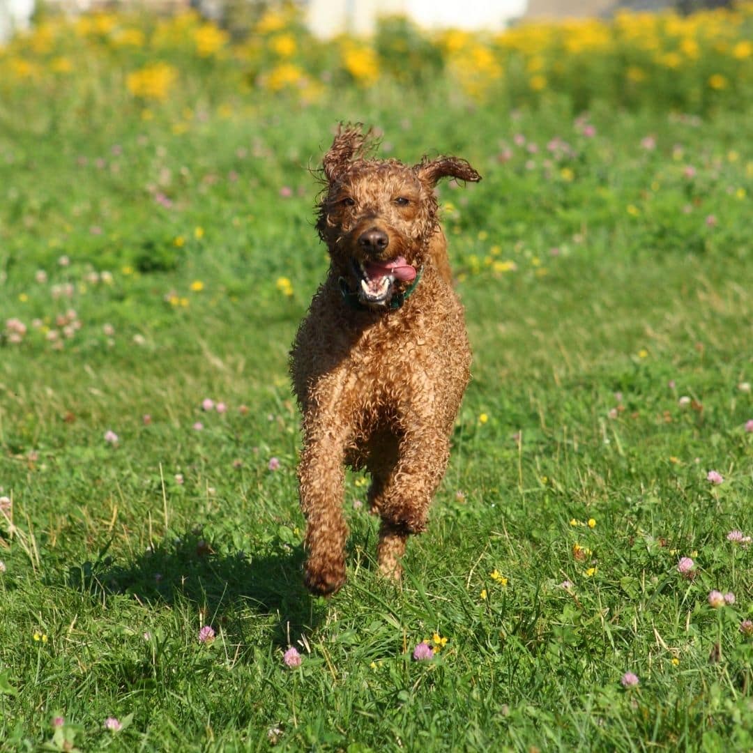 pitbull_poodle_mix_running.jpeg