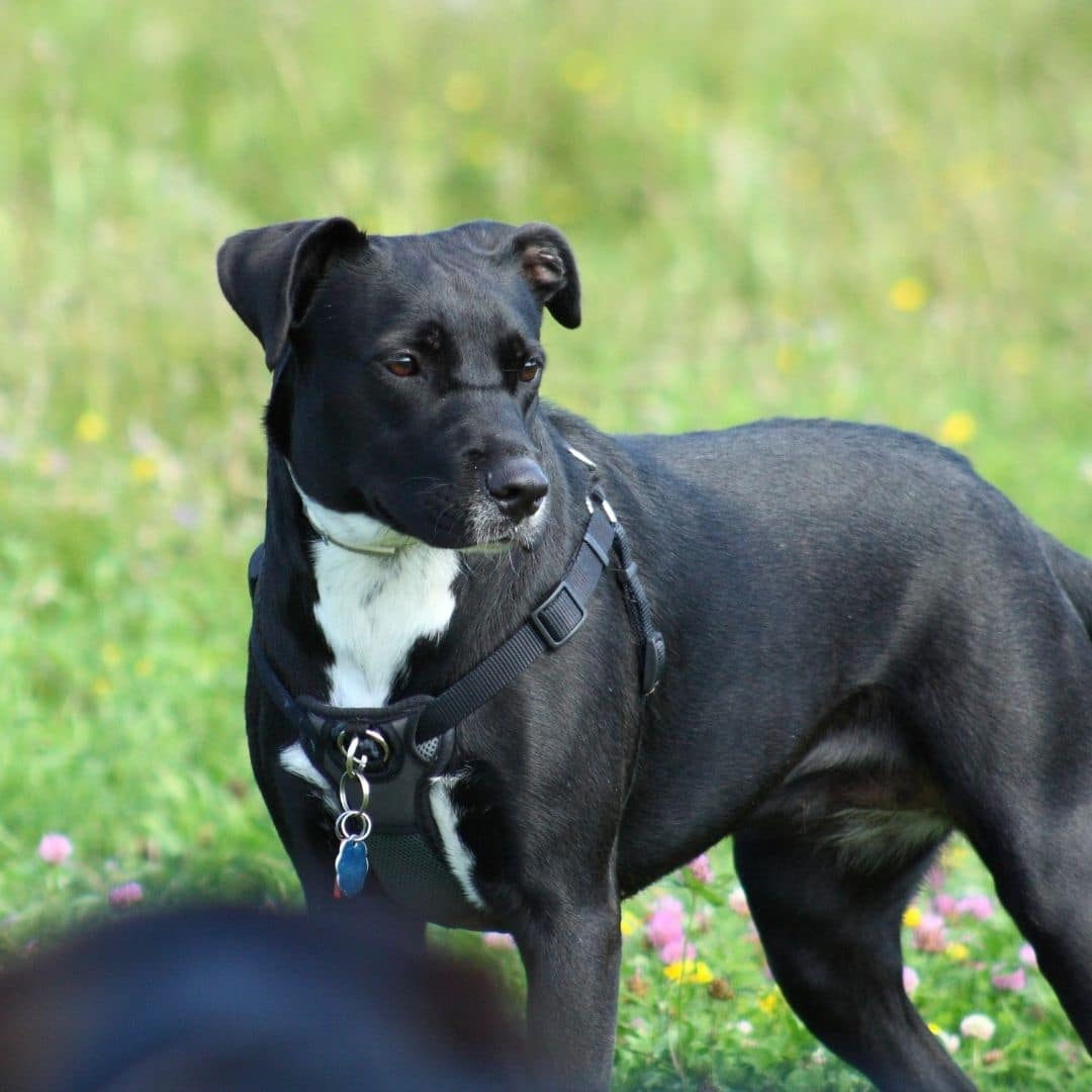 pitbull_poodle_mix_walking.jpeg